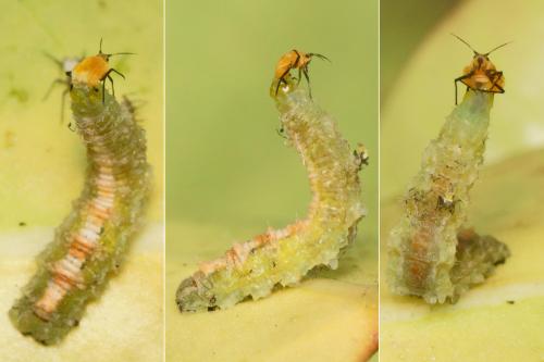 Scaeva dignota